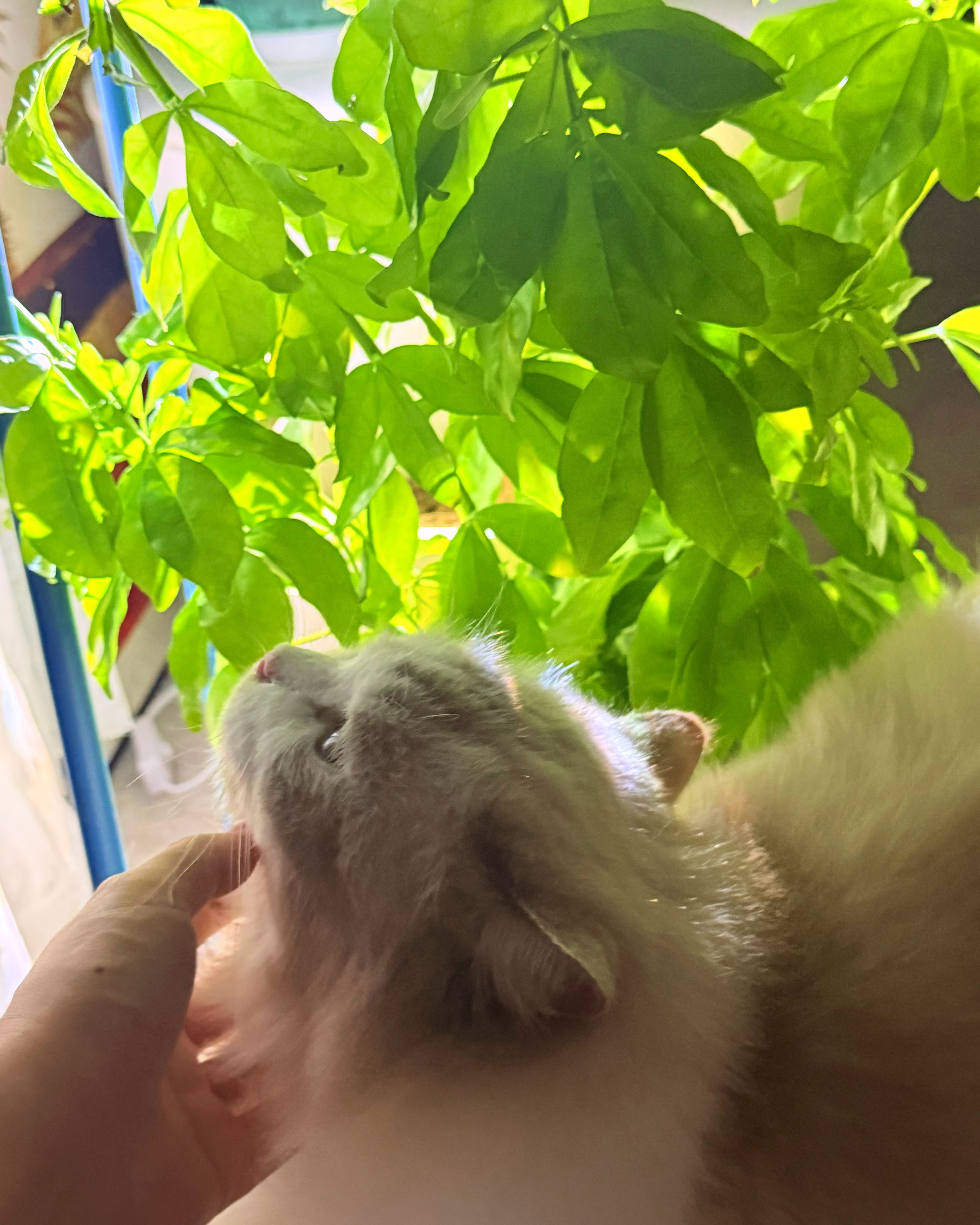 晚上我不开大灯，喜欢用各种小小灯光布置植物，小猫穿行其中，有一种森林女巫享受宁谧
