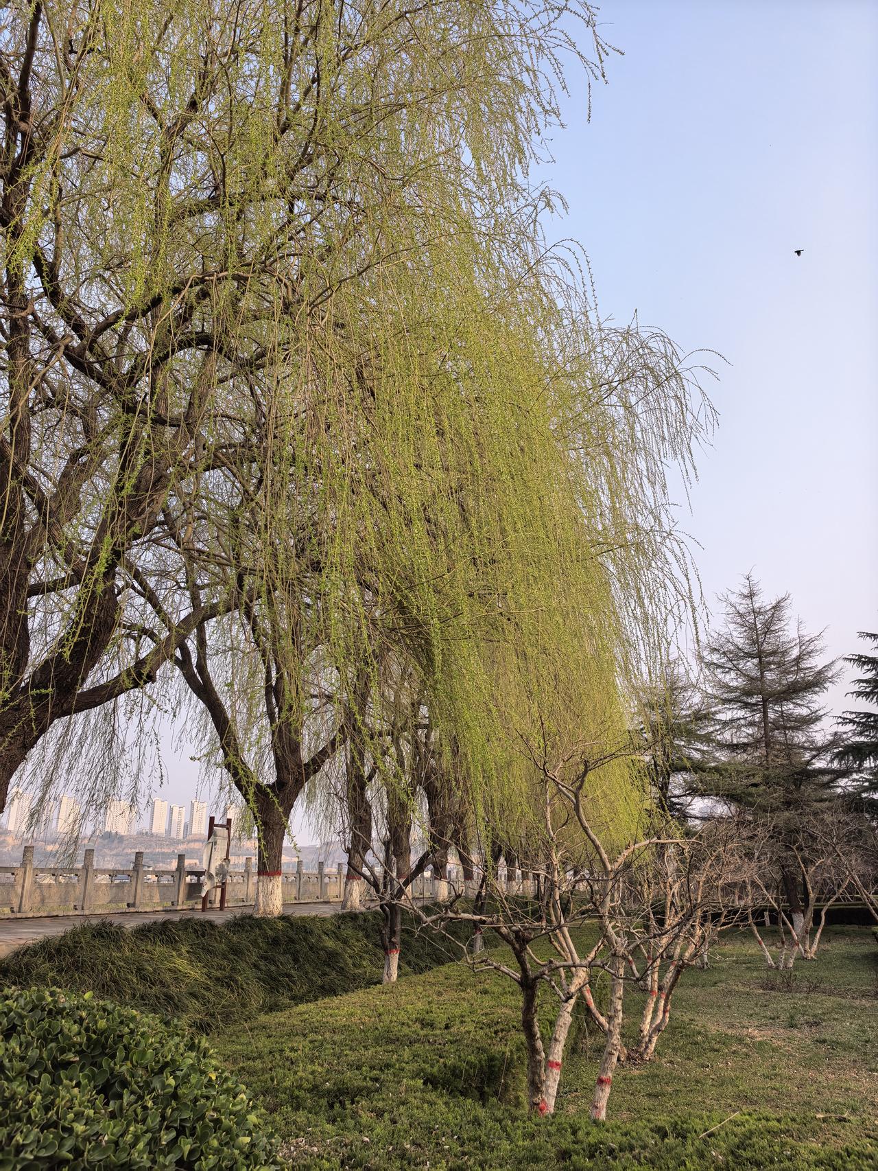 春日生活打卡季韩城古城南的澽水河边，柳树在不经意间已将春意送来，恍惚中如同走在济
