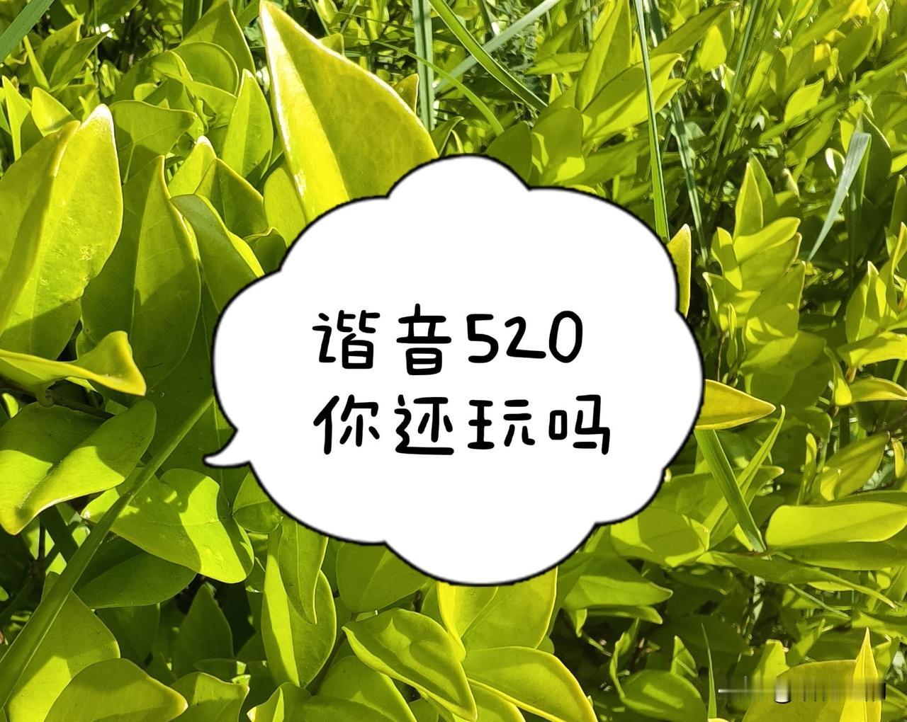 我本来就对520不感兴趣。
520是现代人玩出的谐音情人节。也是商家为卖鲜花造出
