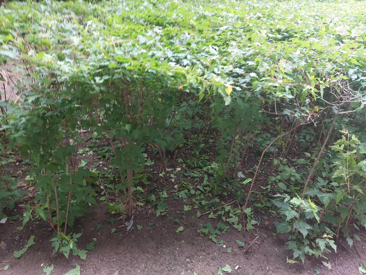 打清草

早晨在去老年大学的路上，听到了打草机的声音。

我不但没有反感，而是在