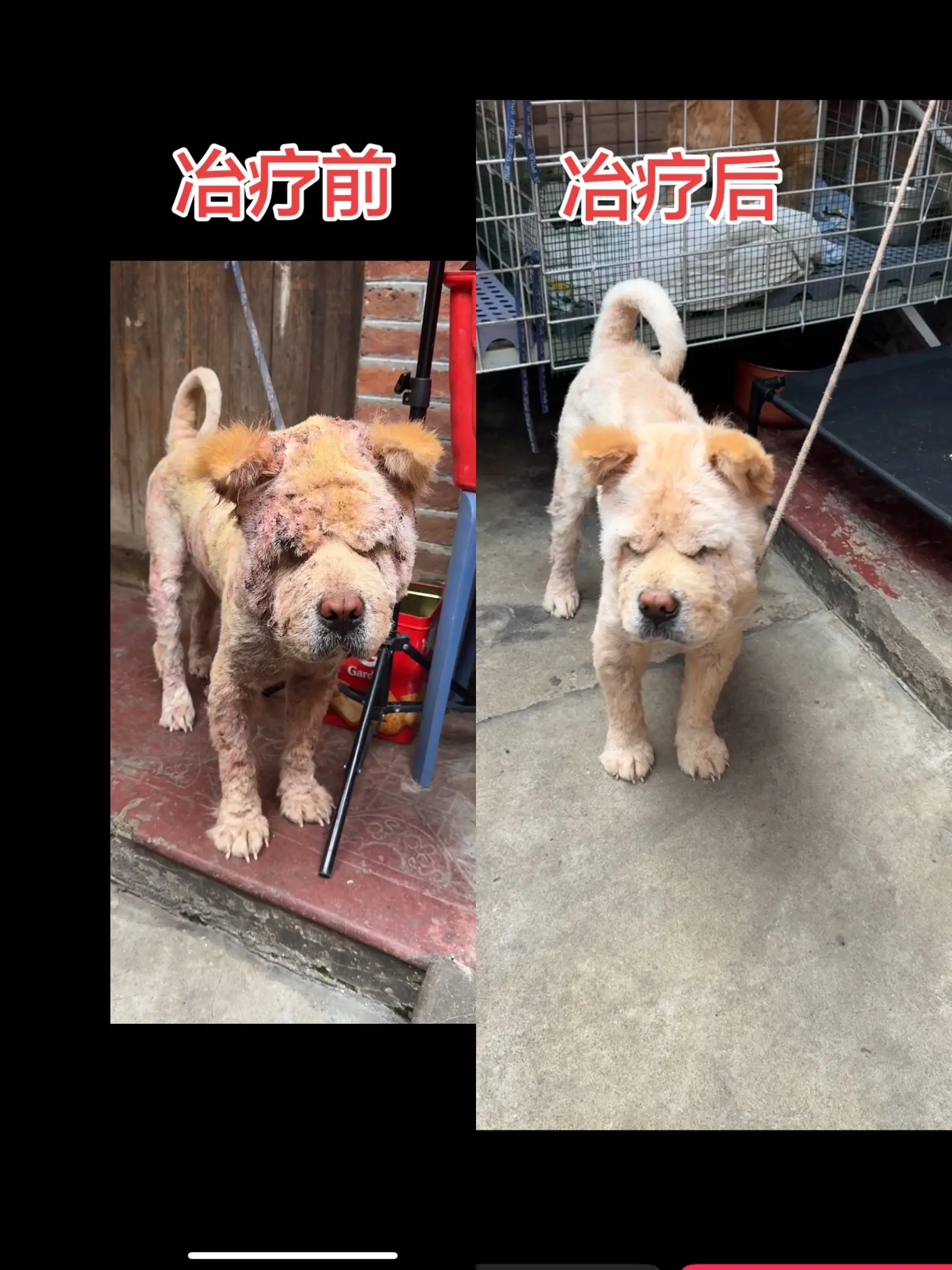 我们只需要治疔一个月的时间就让它彻底变化了