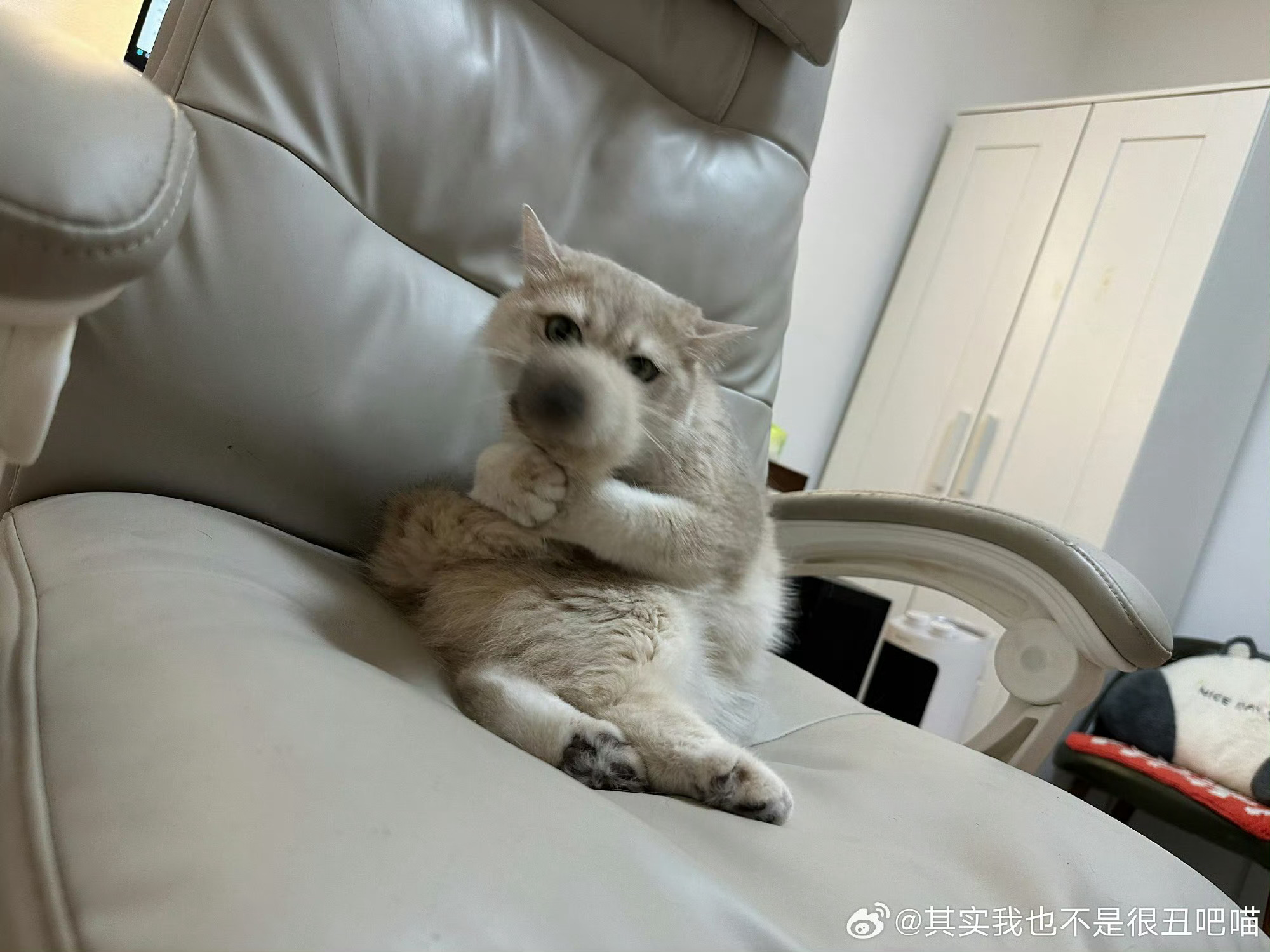 第一眼我以为是可爱的狗狗从哪里开始是猫爆笑段子研究所