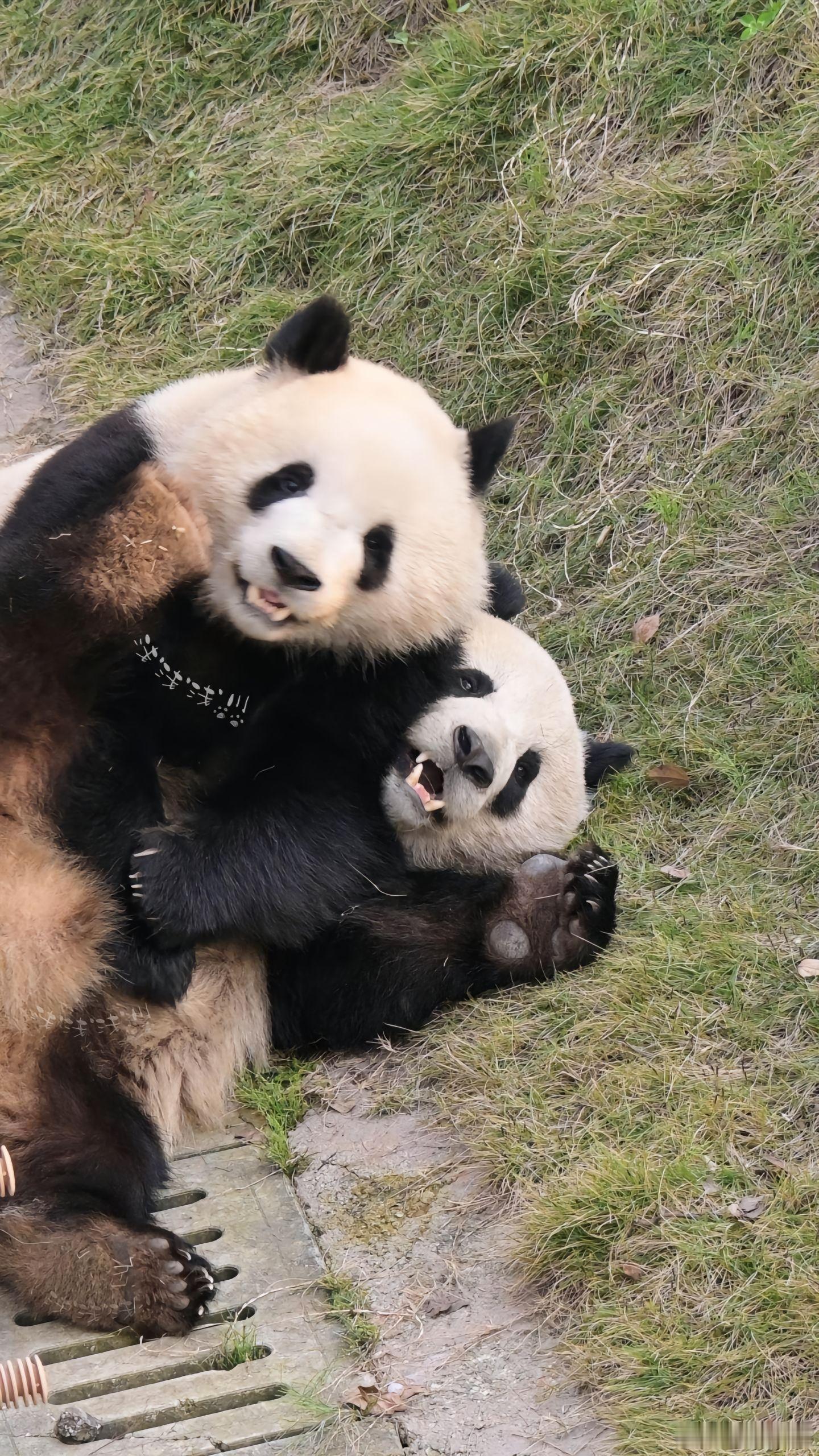 都在夸北辰打架中途卖萌，无人在意徵羽已变形，雅拉索：呵，这个看脸的世界 