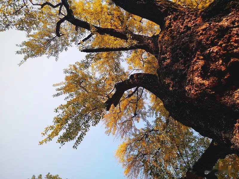 城阳年银杏树下
千年银杏问谁栽，老树苍枝旧碾台。
笑是乘凉人有几，可知此处住官差
