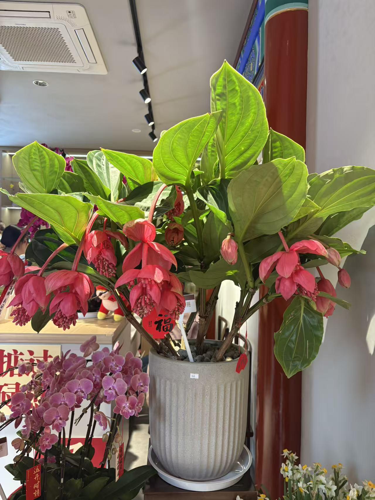 分享随拍绿植北京北海公园内的绿植