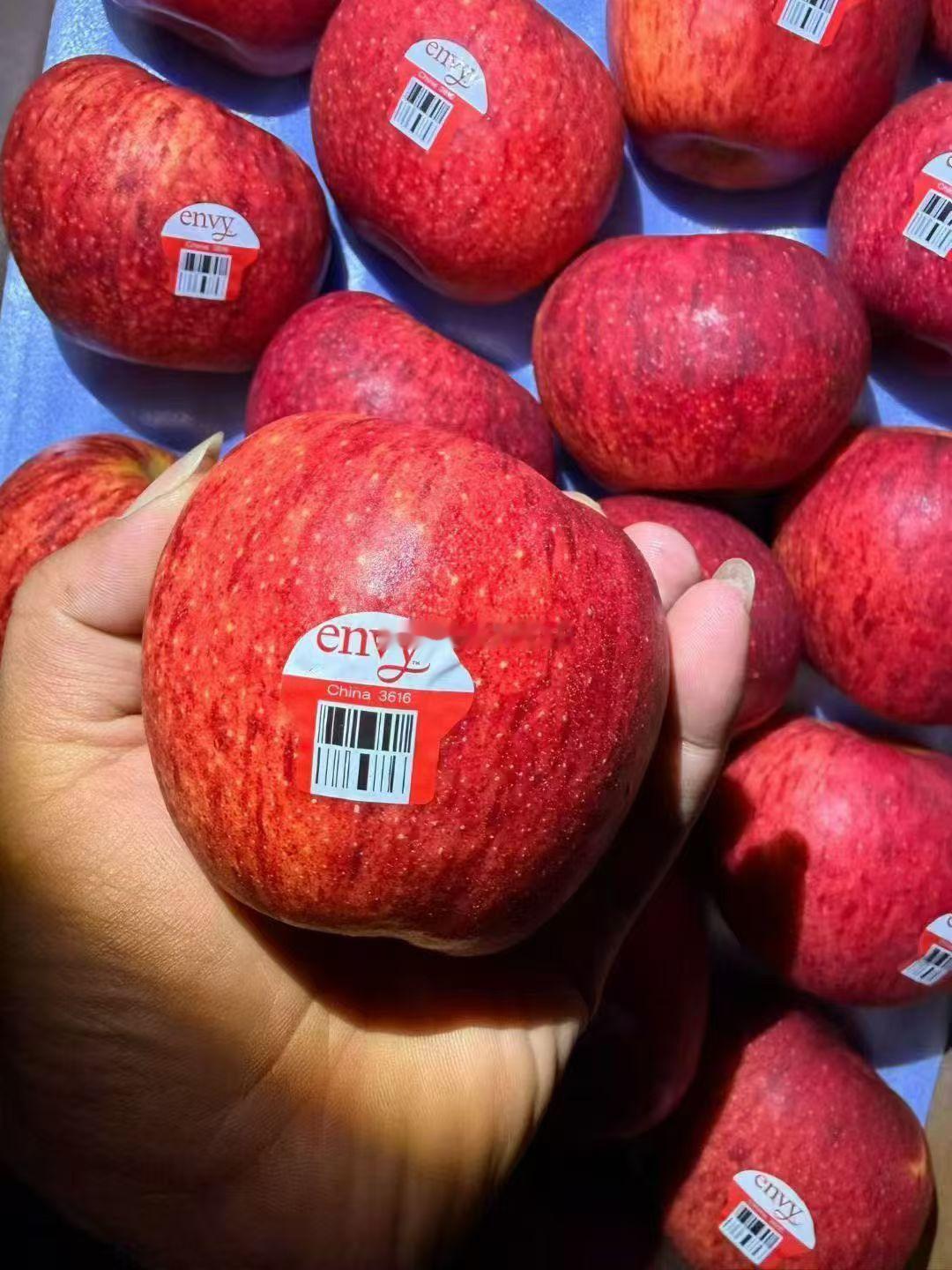 坚持，一天一苹果！ 