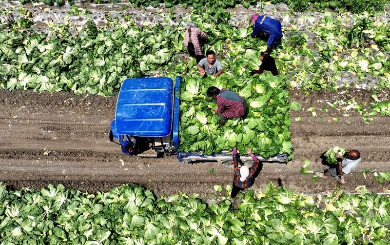 后怕！17元网购娃娃菜，夫妻吃后全身出血进ICU，平台下架商家却难平众怒
 
2