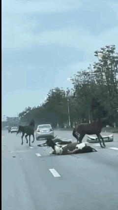 这是真的假的
希望是Ai
不然的话
这小车可够赔的了[捂脸]
