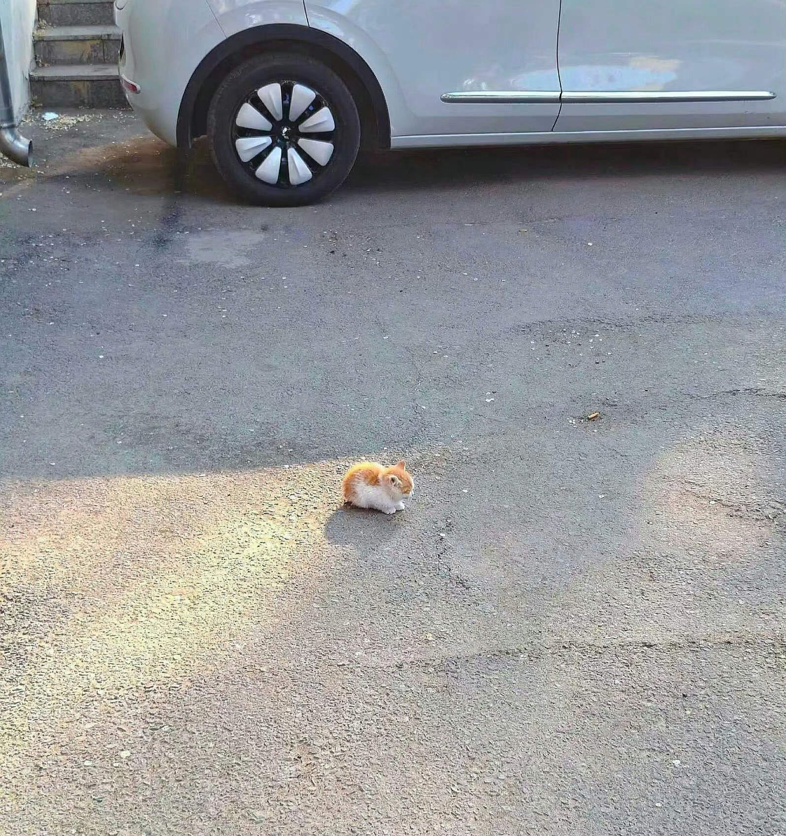 和鼻屎一样大的小猫 ​​​