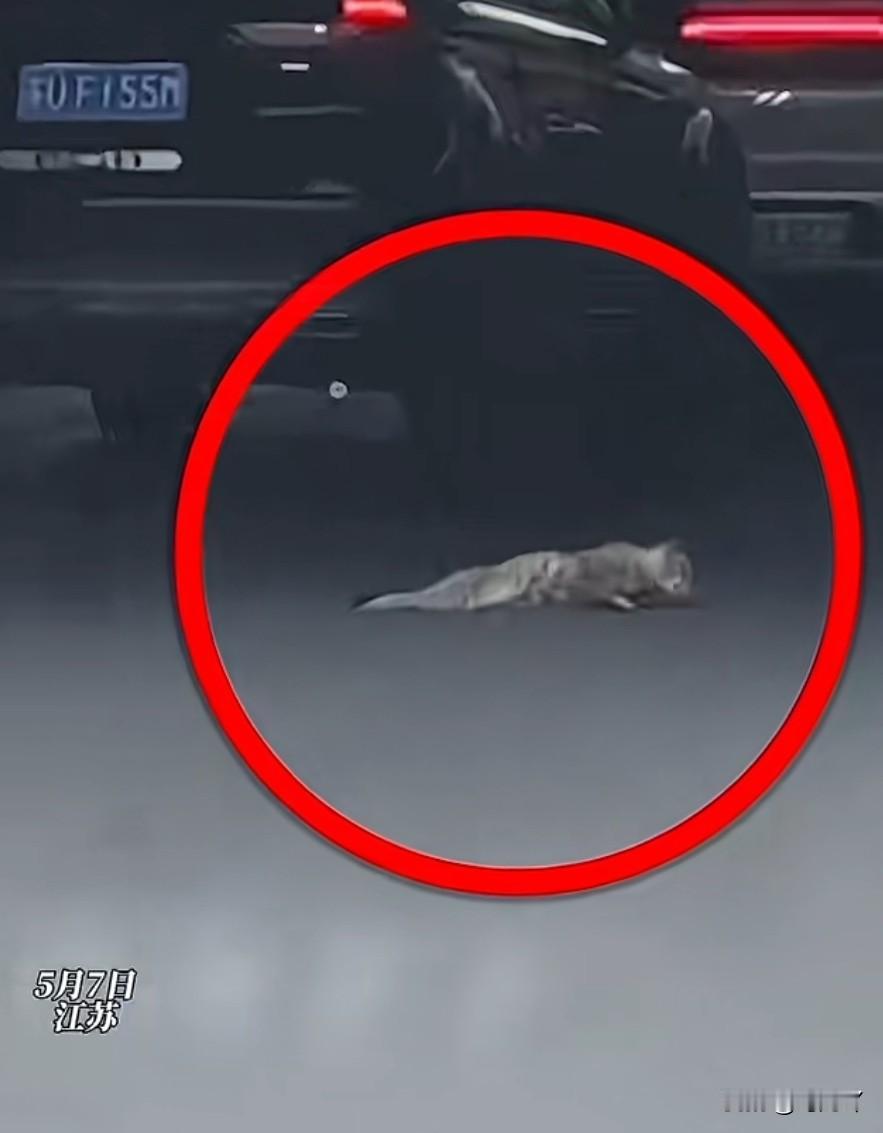 简直太暖心了吧！

5月7日，江苏苏州街头，一只可怜的流浪猫拖着受伤的后腿在密集