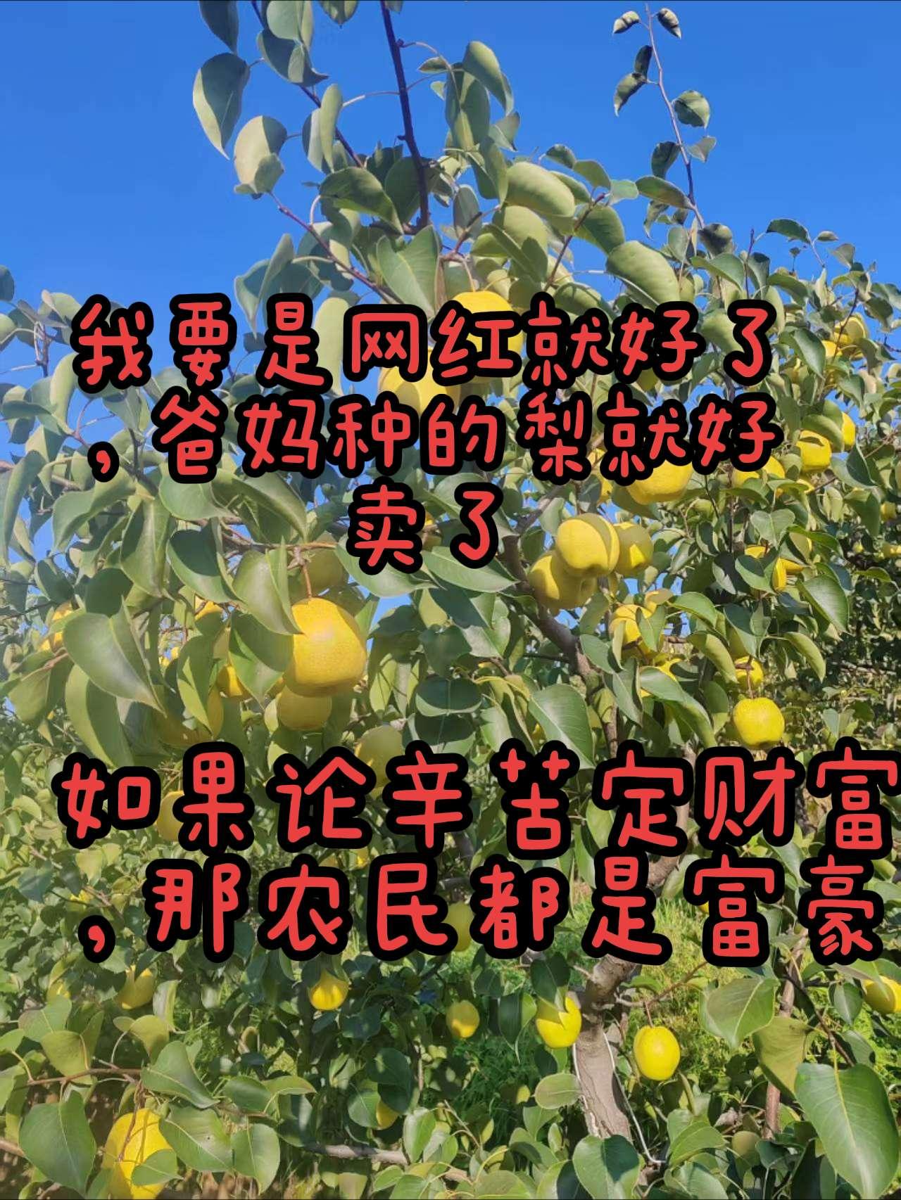 梨果成熟的季节 梨子熟了 梨树果园 梨树硕果累累 摘梨