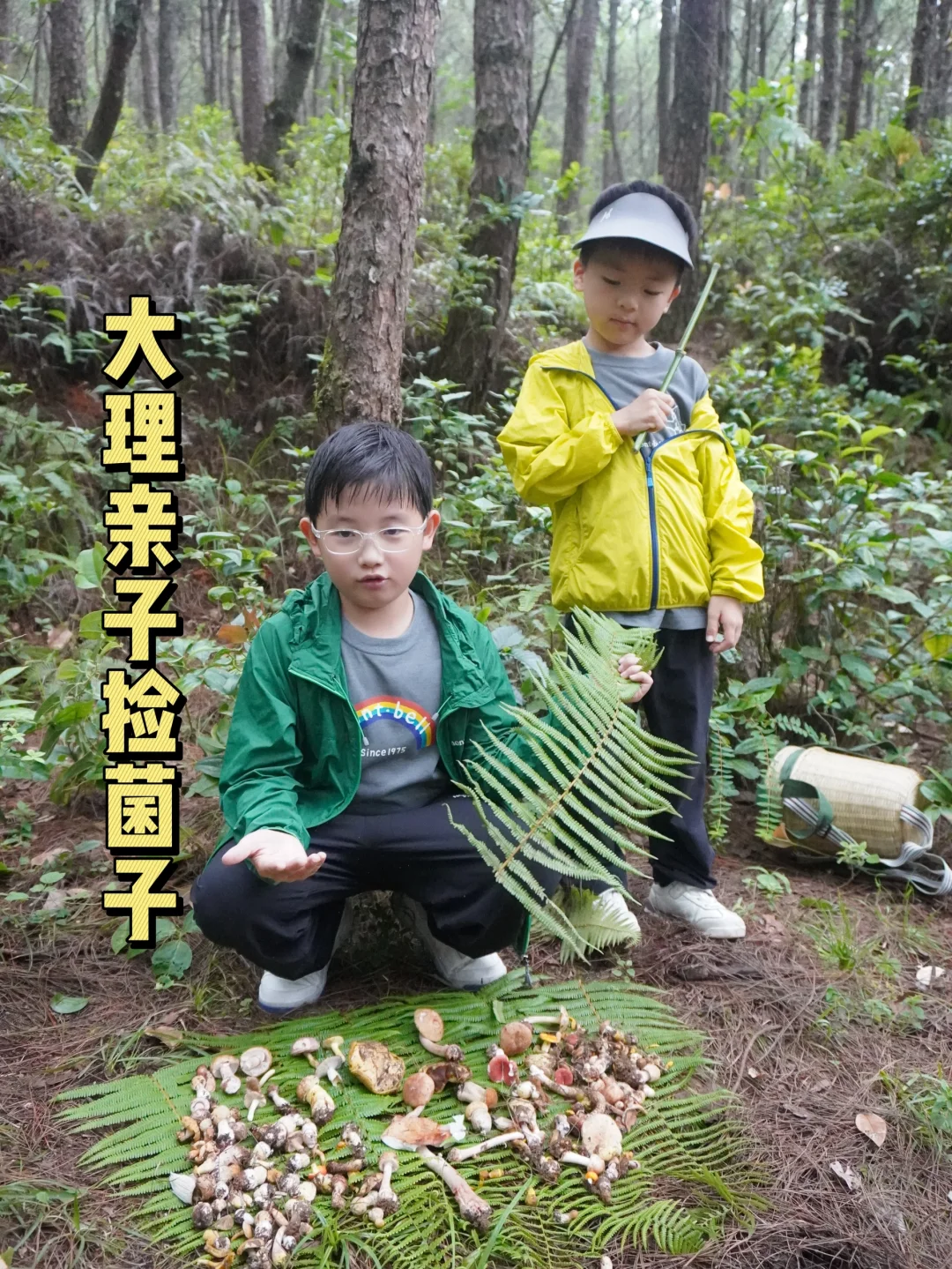 7.16大理苍山捡菌子，十万个为什么之野生菌