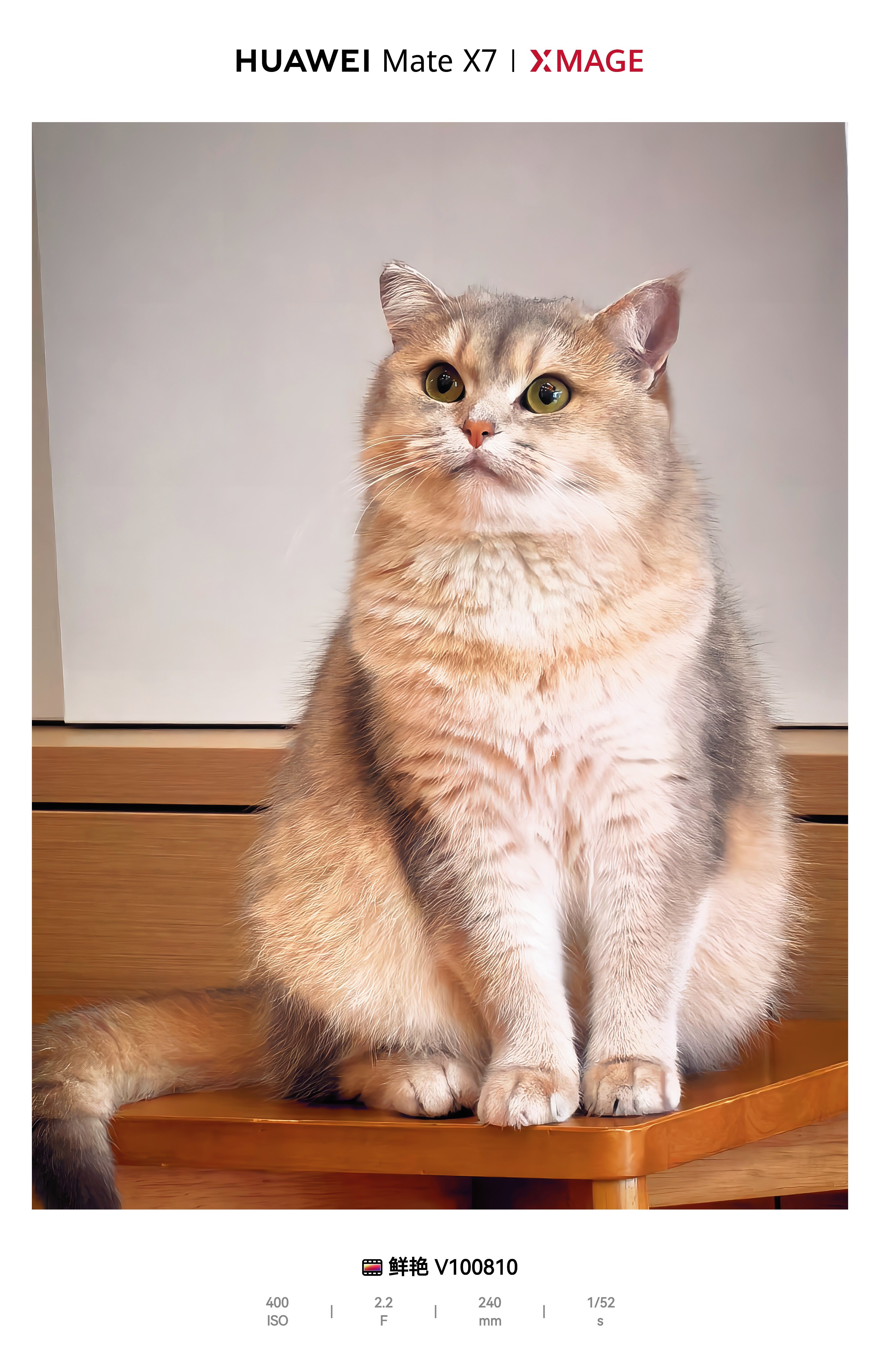 女子睡觉被15斤猫咪压致手腕骨折这也太宠猫咪了吧！？我家小咪很听话，但也我们保持