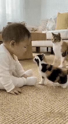 这个猫咪妈妈太懂事了，它看到小猫咪去伤害宝宝，猫妈妈二话不说，把小猫咪刁在一边，