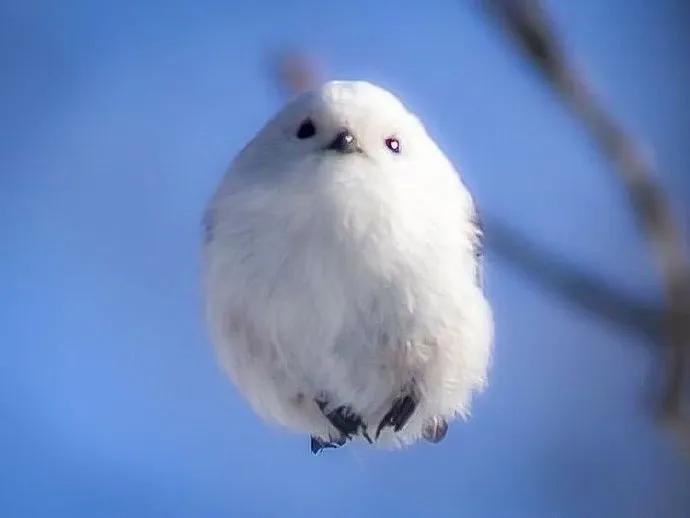 自然界美丽的精灵之一