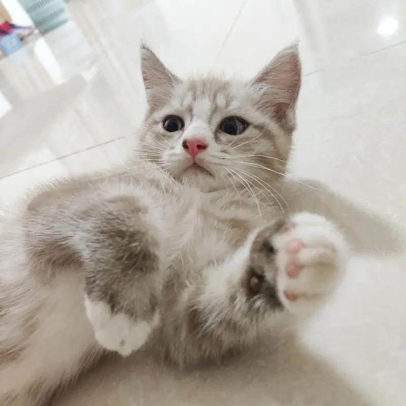 我也来晒我家调皮小猫！之前看到网友晒猫，有个叫“肉肉夹馍”的铲屎官晒暹罗猫“富贵