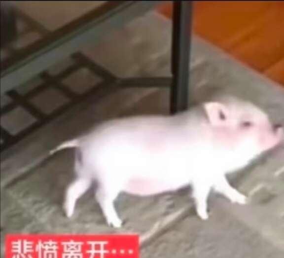 恨意总在一次次不知不觉中升腾起来。
于是我又一次次被拖进去，分析、复盘
分析这些