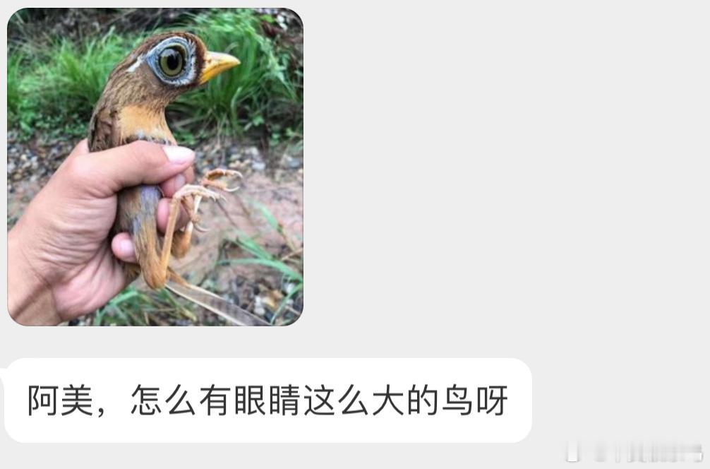 眼睛被P大了的【画眉】就显得很不协调，越看越怪！ ​​​