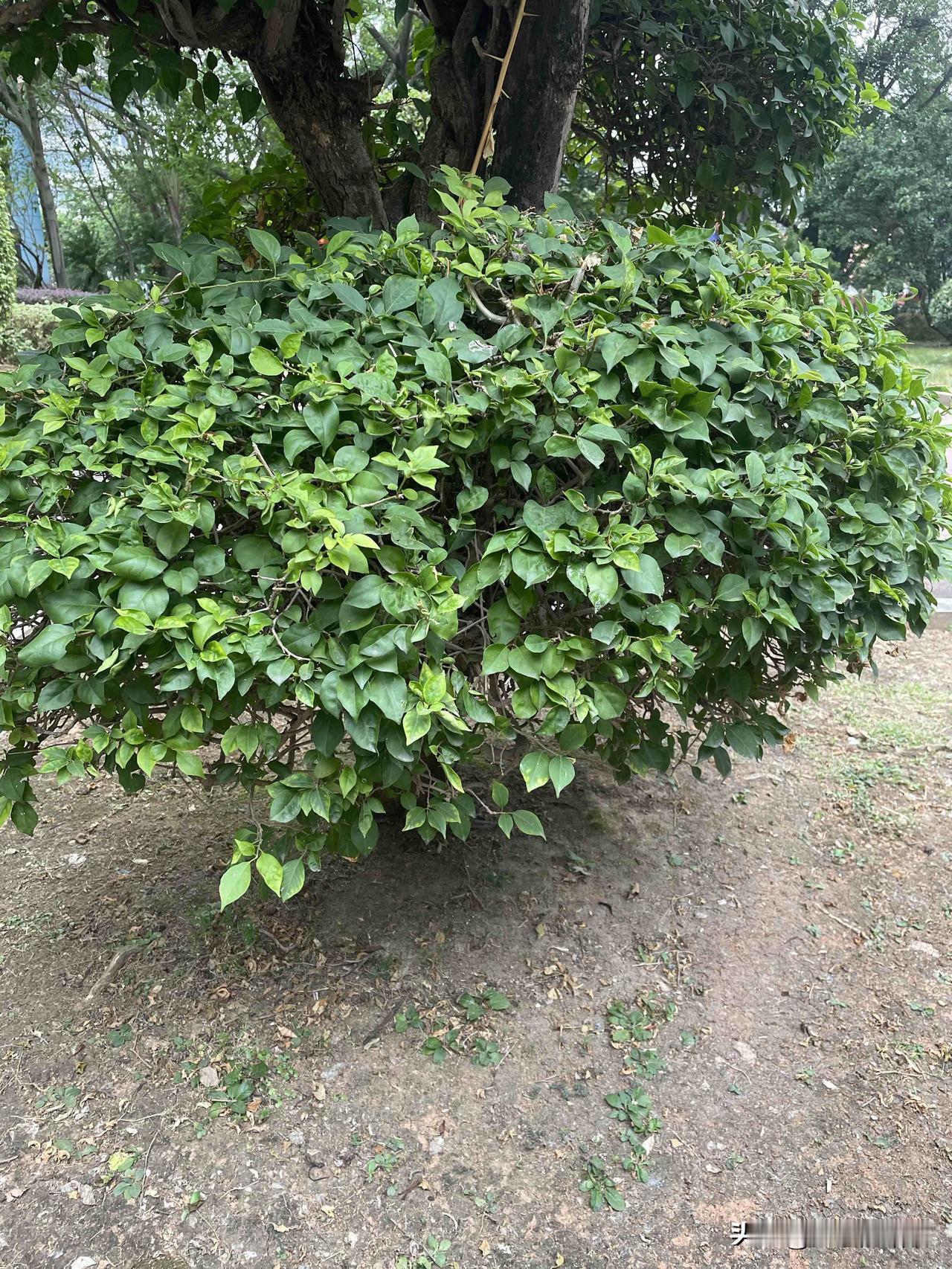 这种脑子奇特的笑死男人不能嫁！一男子，31岁，和女友谈朋友，都到谈婚论嫁的地步了