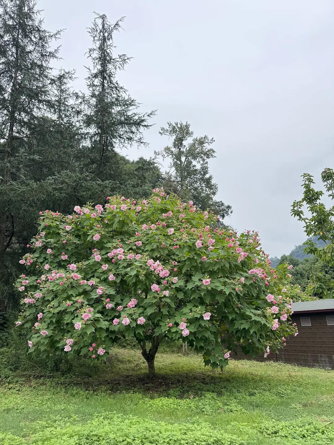 职场这摊水，深浅全看领导。

第一种是从泥里爬出来的实干派，现在稀罕得跟大熊猫似