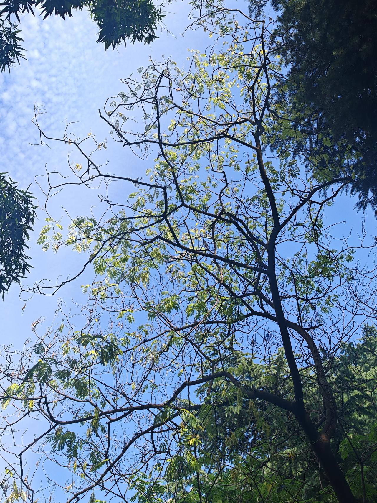 阳光透过树叶洒下斑驳光影，自然之美尽收眼底。🌿🌞
