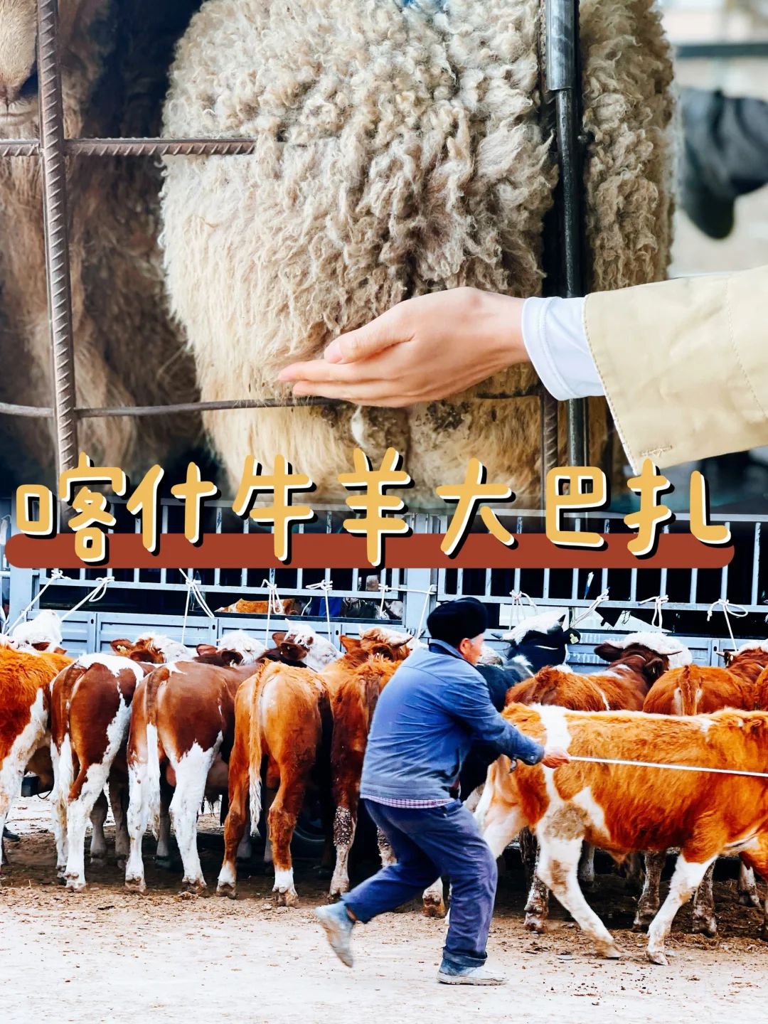 来喀什牛羊大巴扎摸小羊屁屁是种什么体验