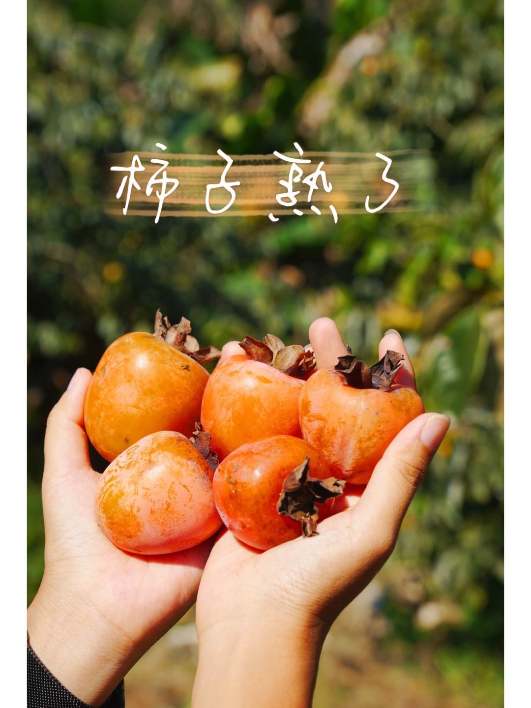 十月从化countrywalk | 柿子和初秋撞个满怀