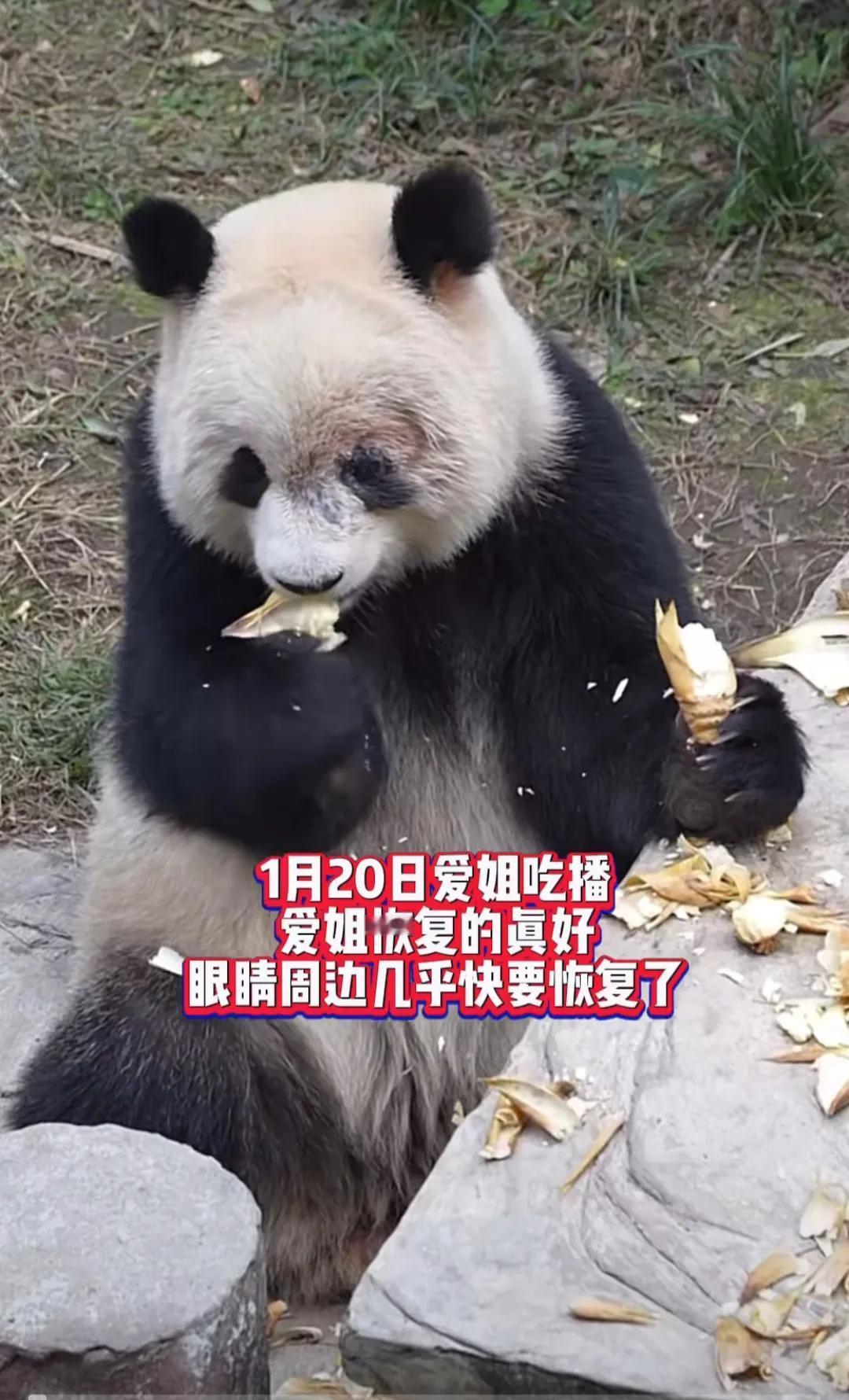 太好了，大熊猫渝爱的黑眼圈在一点点恢复中！
自从渝爱的眼睛受伤，脱毛，猫粉们也是