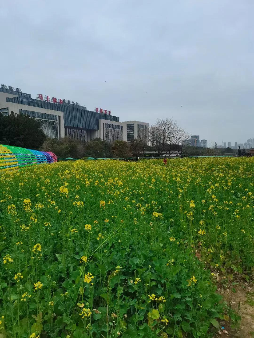 浪漫的不止玫瑰，还有遍地的油菜花，愿你、我生活如油菜花般明媚。