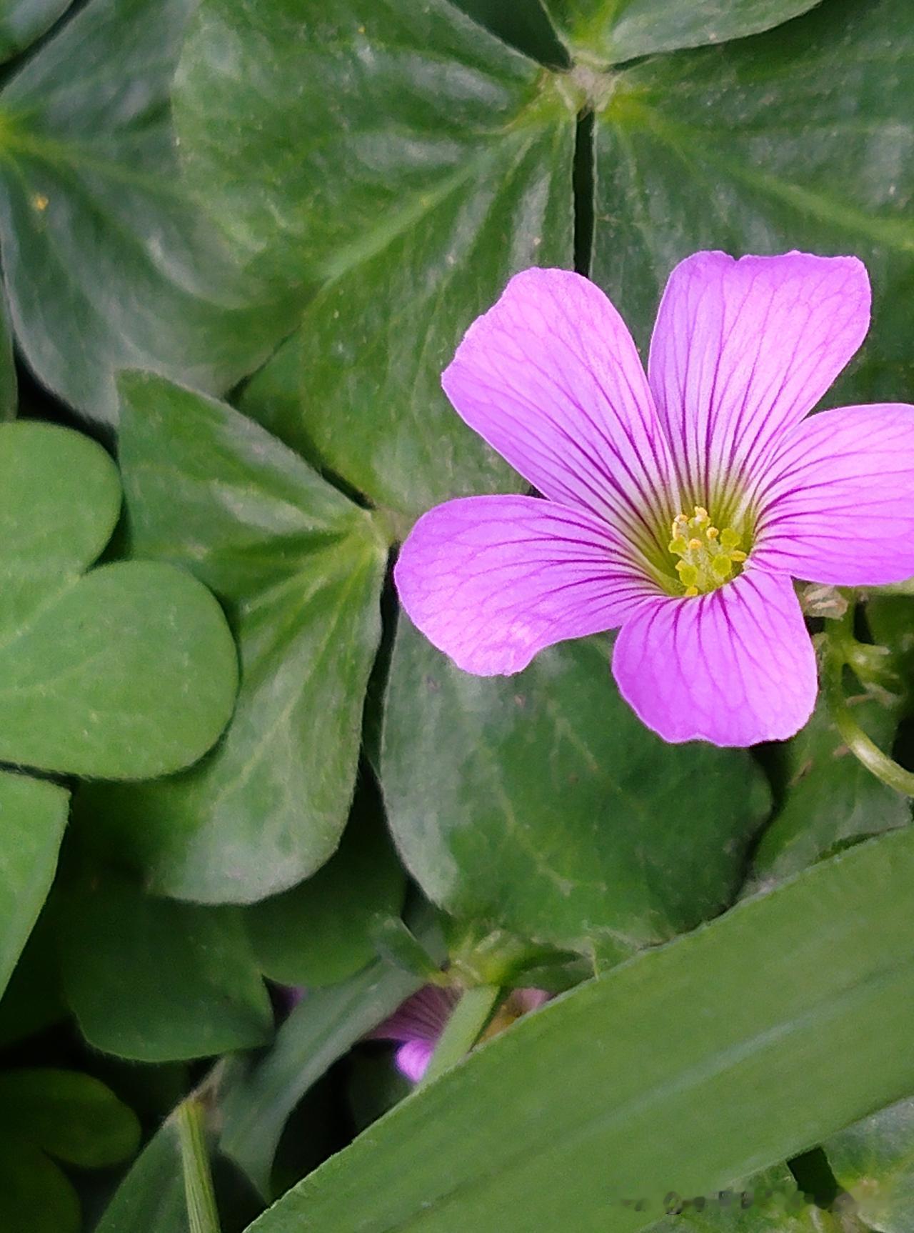 长婆话多，矮婆崽多，殊不知找妻子还是有许多讲究的。

为什么的富裕家庭的父母娶儿