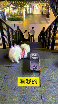 乖乖嘞，俺真是被这小狗狗给惊艳住了！
乖乖绕着滑板转悠一圈，稳稳当当站上去，顺着