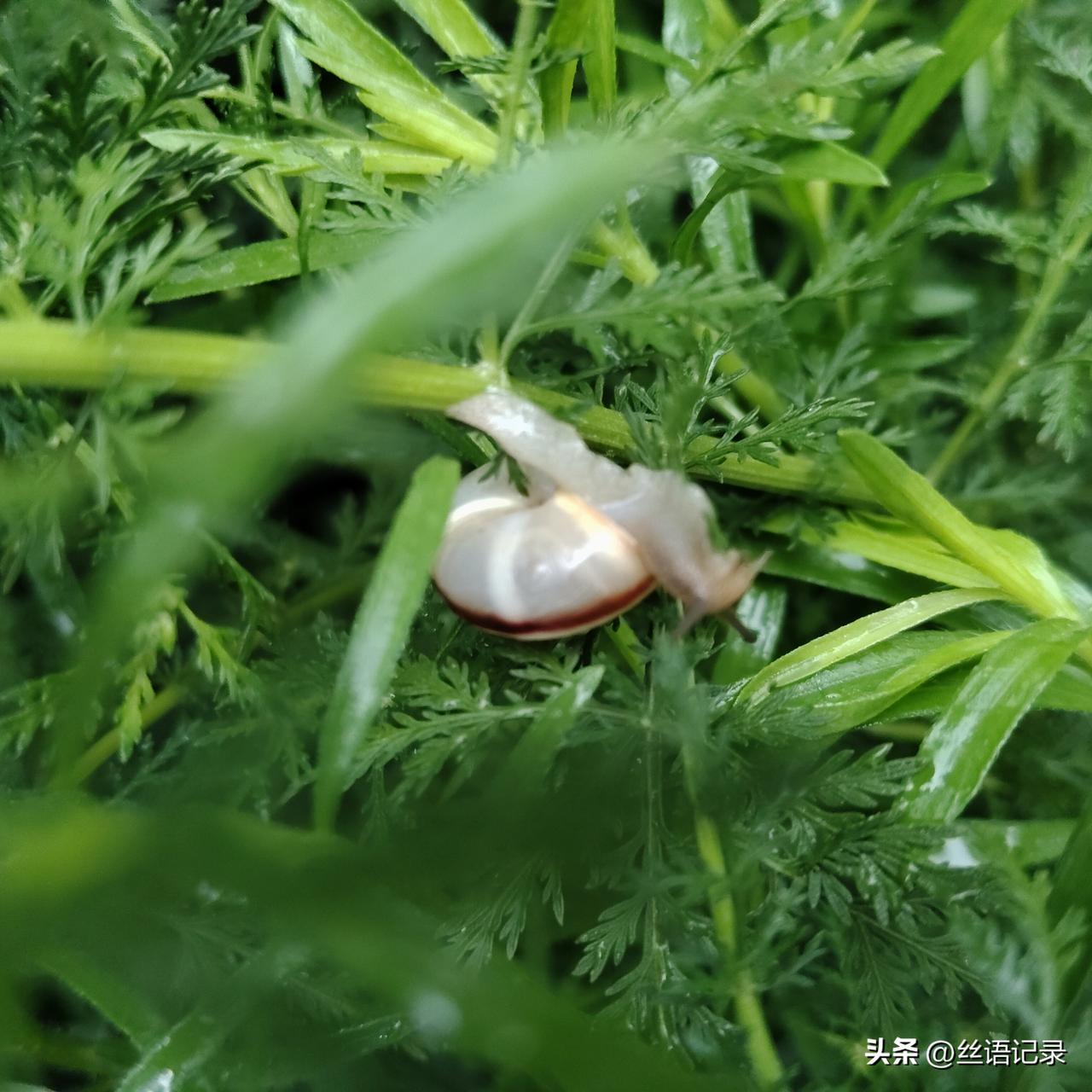 雨还在下
湿漉漉的柏油路上
许多蜗牛在爬行
我小心翼翼地骑着车
从它们身边经过