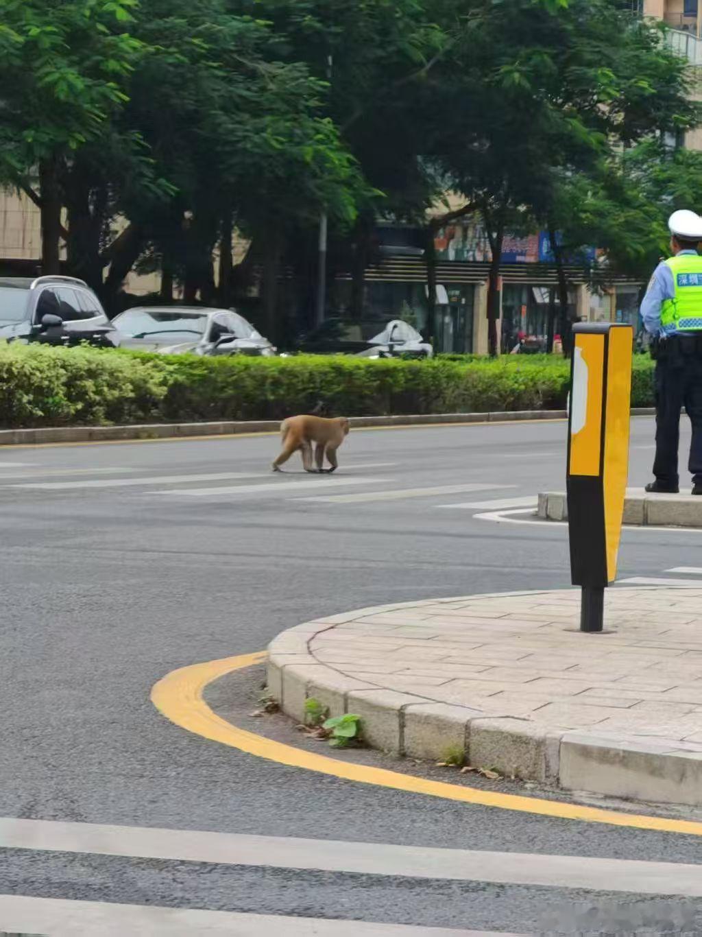 山上的猴子是饿了吗？在深圳市区乱逛。 ​​​