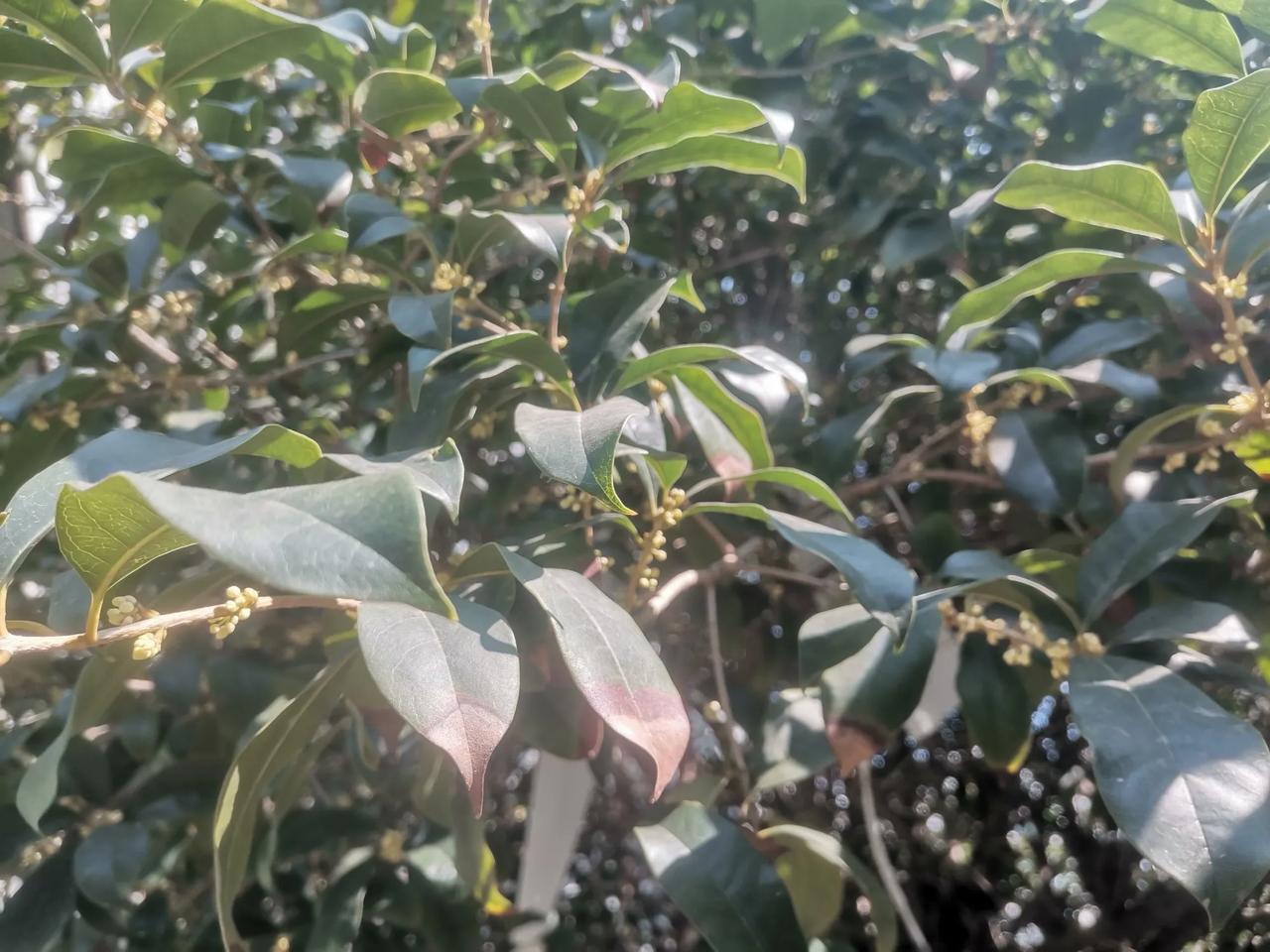 小区里的桂花终于开了。
昨天晚上就感觉有香味，今天早上发现大多数桂花树开花了，还