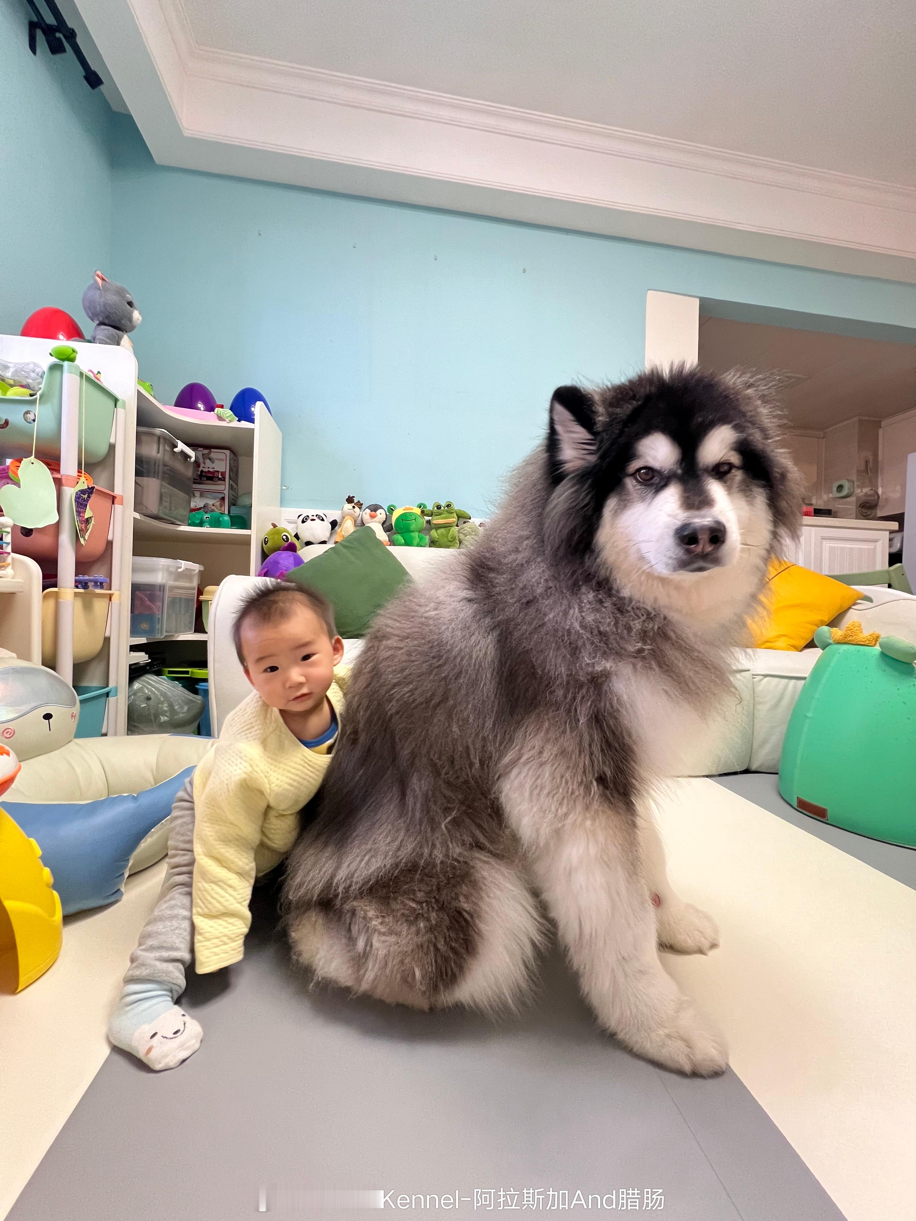 阿拉斯加雪橇犬+人类幼崽。人间最治愈 【客户回访】 #阿拉斯加雪橇犬[超话]##