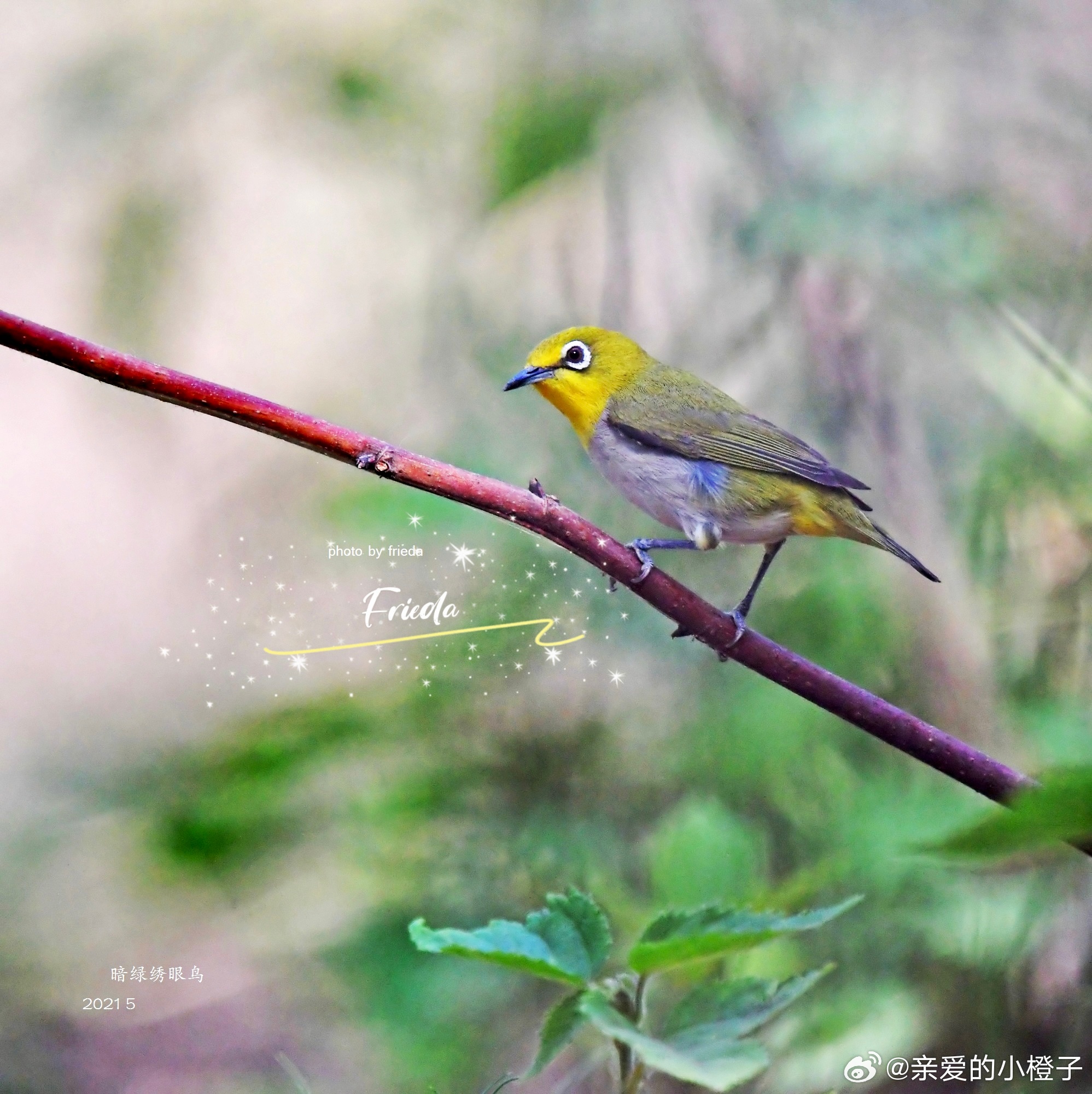 早上好！暗绿绣眼鸟 Swinhoe's White-eye 