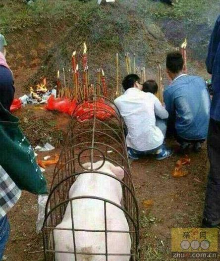 清明祭祖遇上山路难行，广东梅州一男子直接用无人机把几百斤重的猪羊祭品吊上了山，这