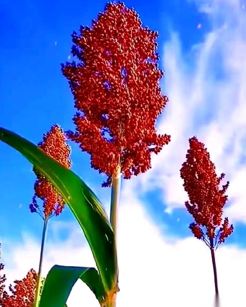 把洗手水喝了，香皂当干粮啃了。
就为了在老丈人面前留个好印象。
人家客客气气端盆