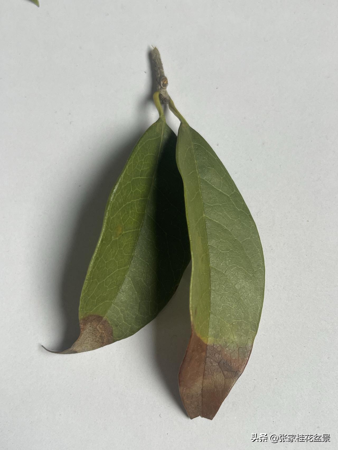 高温对植物的影响有哪些?高温天气，植物蒸腾加上，需水量上升，盆土干的也快，如果加