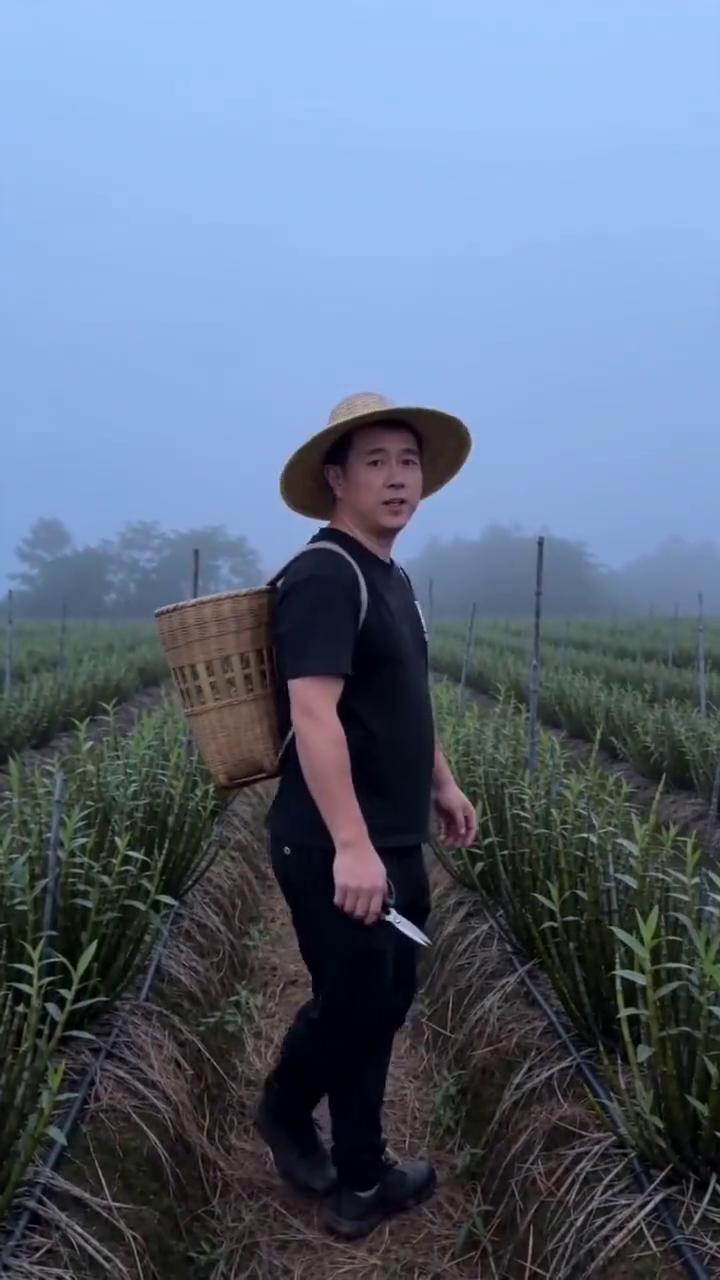 凌晨五点的基地，这时候的石斛最精神，带着露水发货，多糖最足的时候，不泡水、不打药