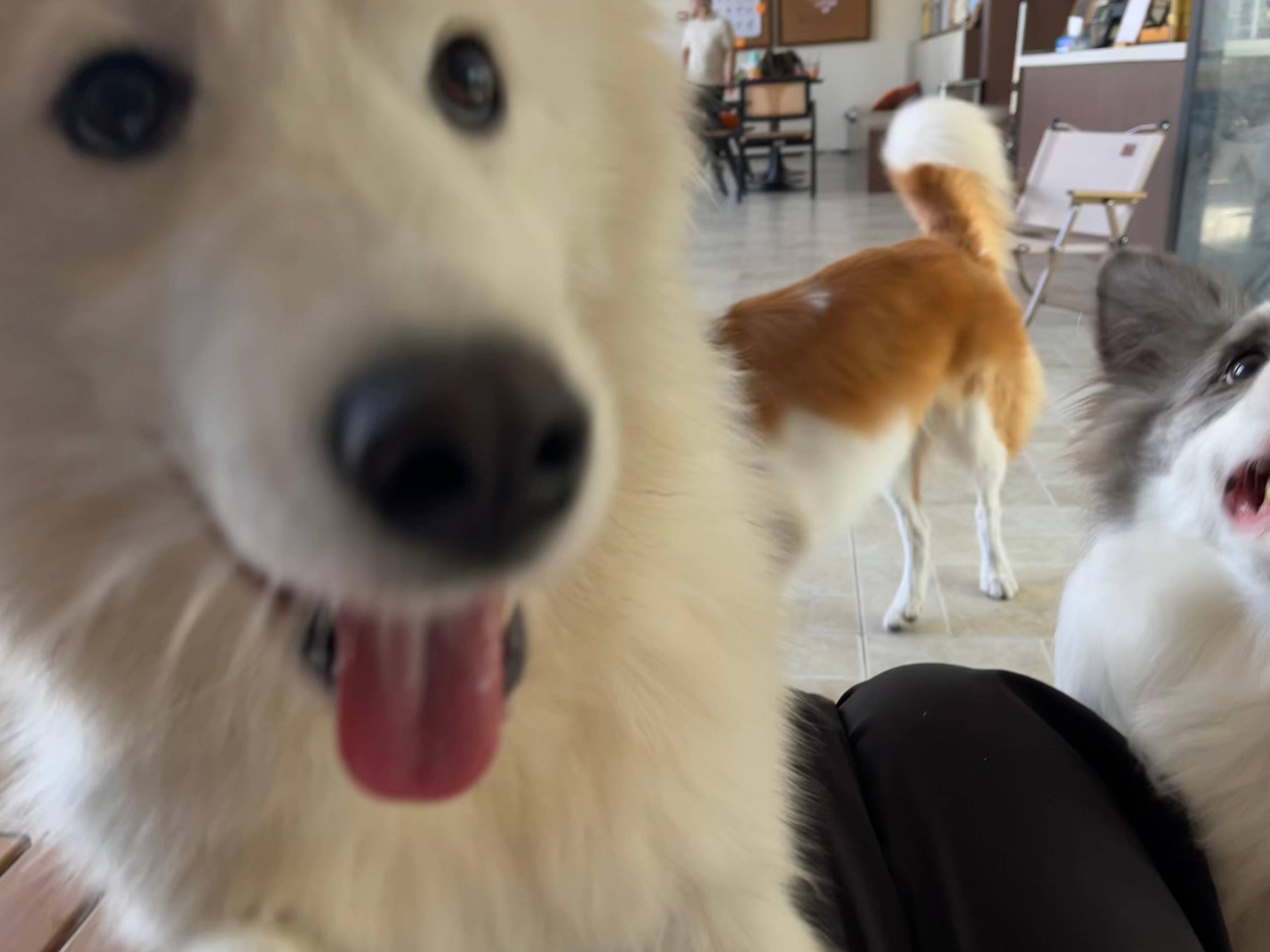 狗王