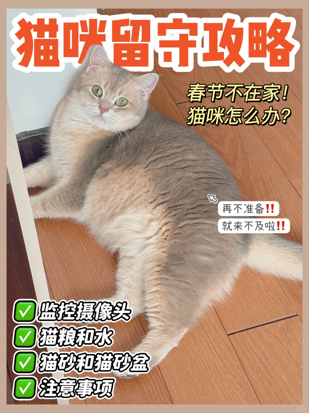 养猫经验分享！过年回家猫猫怎么办？