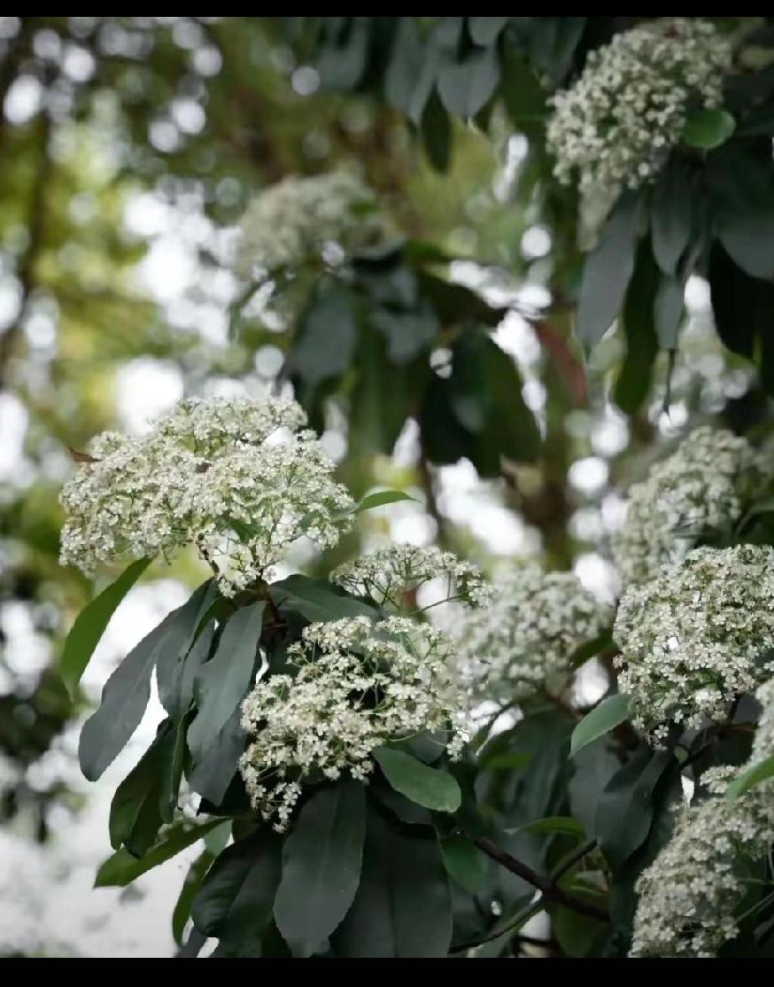 石楠花，
很多人不喜欢这种花的味道，
影响了空气，
但可不要小瞧了它的作用，
净