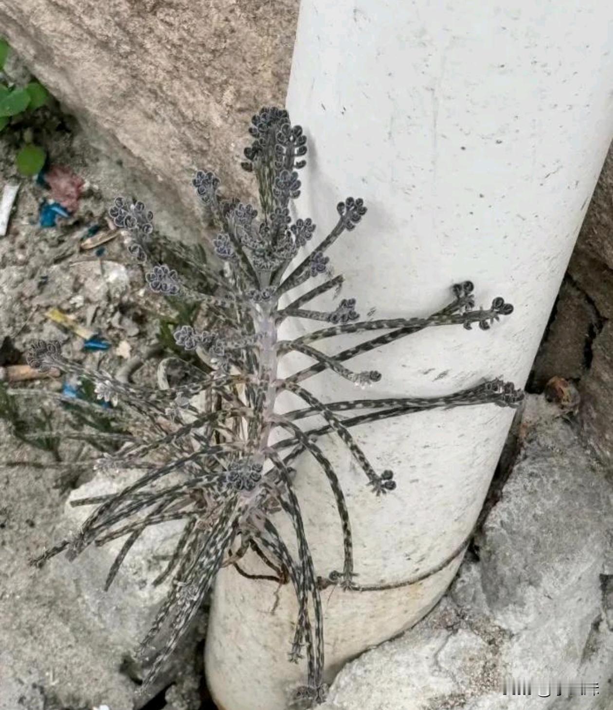 从水泥里长出的植物有认识的吗？