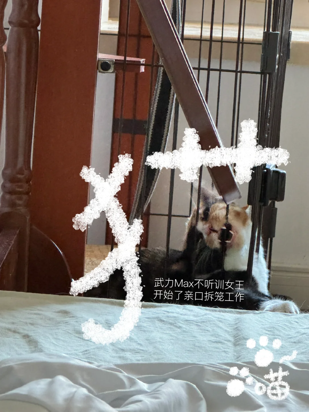 谁家猫咪订书机能这么腻害啊😢