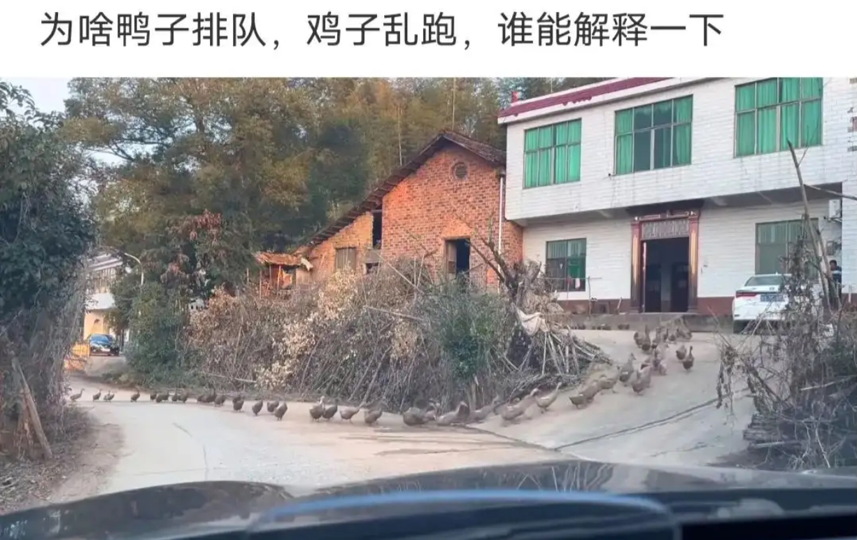 为啥鸭子排队，鸡子乱跑，谁能解释一下 ​​​