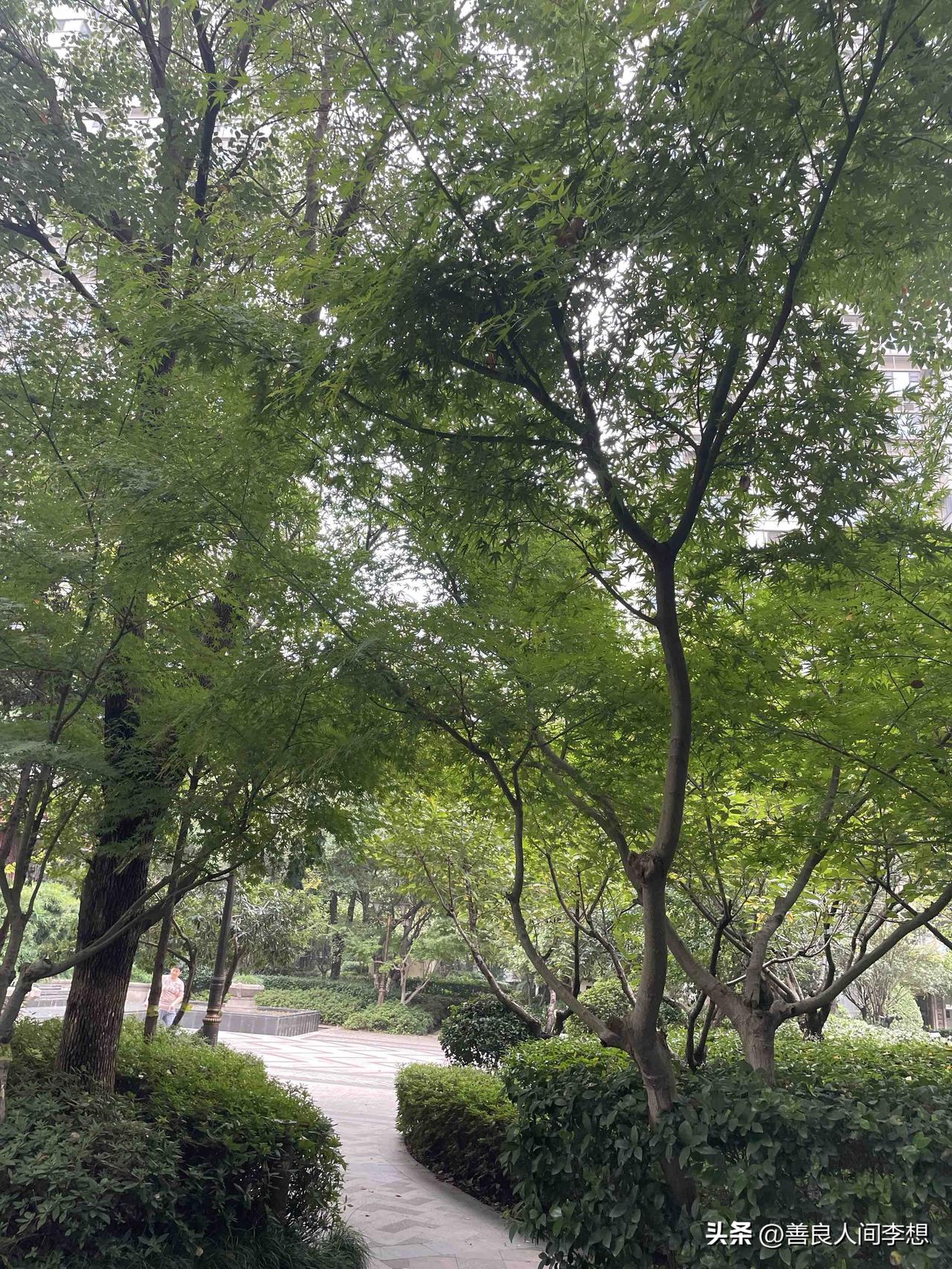 虽然已是深秋，但上海的天气好像还是在夏天。

一个月前兰州秋意已浓，早晚出门就要