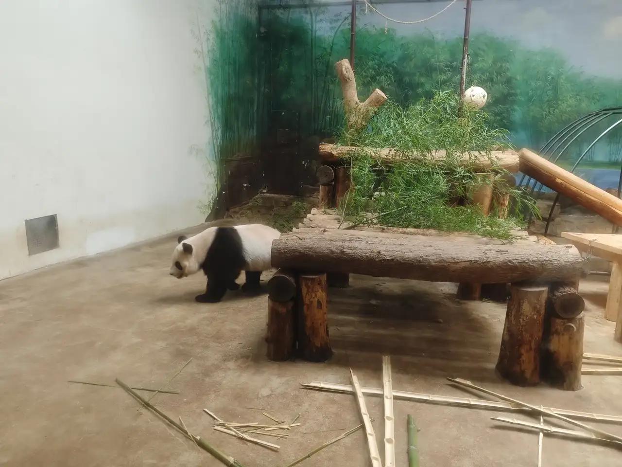 来杭州的大熊猫“香果”和“半半”是多么可爱的一对国宝的，而且才几岁就离开这个世界