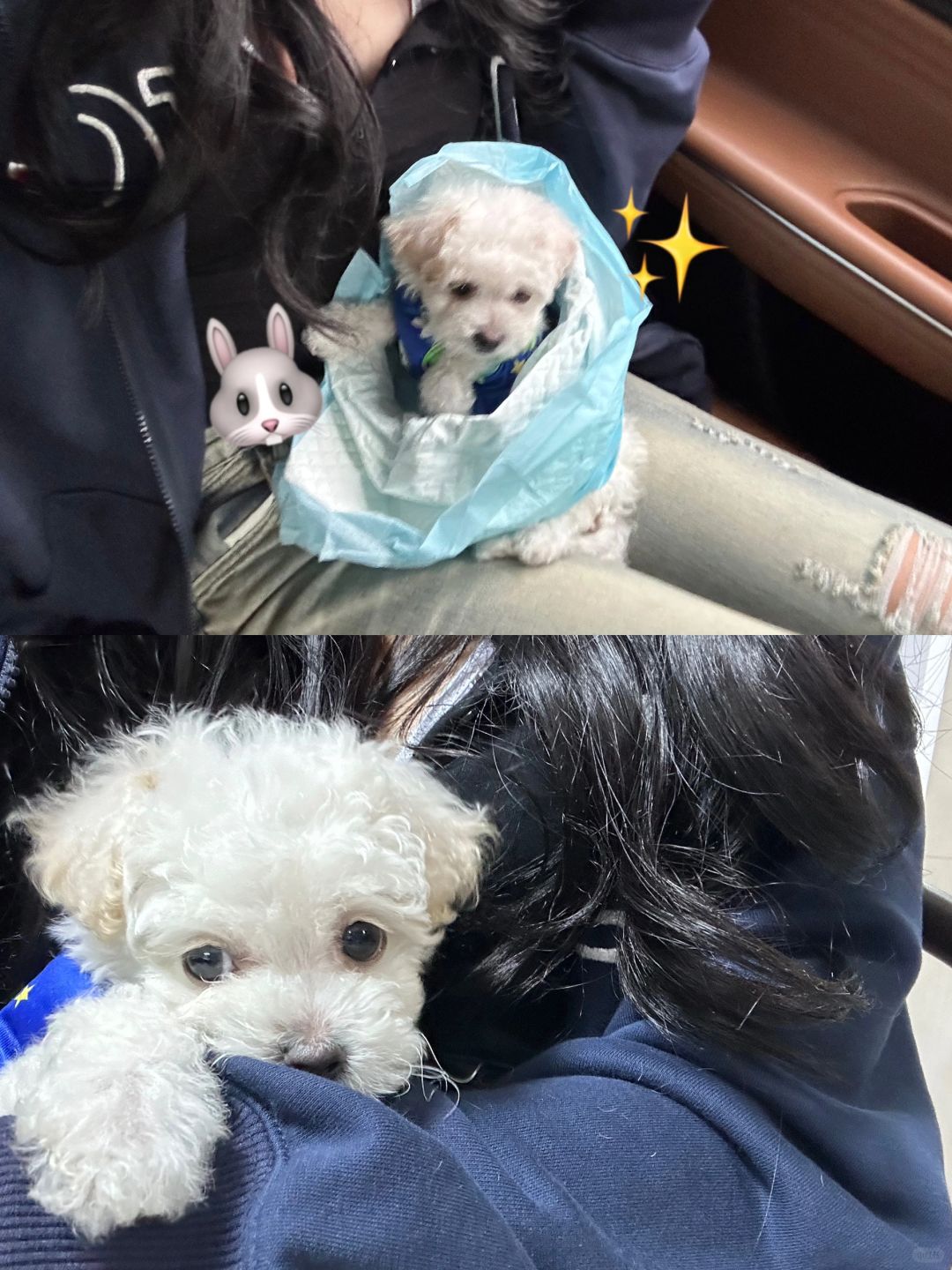 当妈妈啦🐾 小体比熊拿下