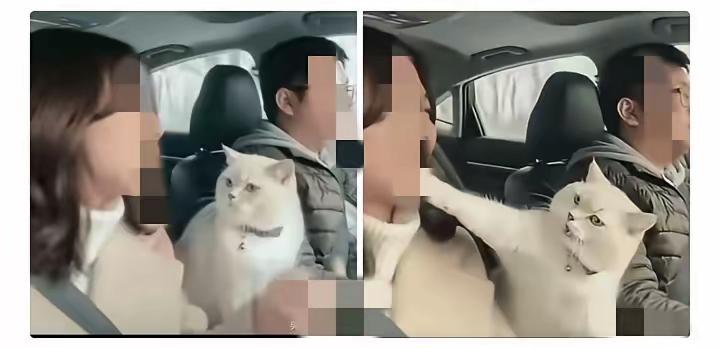小两口开车回河南老家，带上了猫。结果丈夫开错路，得多绕20公里。妻子越想越气，在
